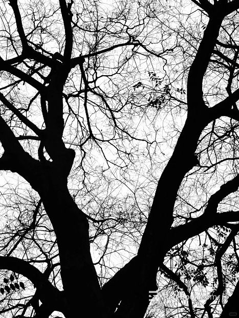 Black and white tree shadow concave-convex decorative painting texture