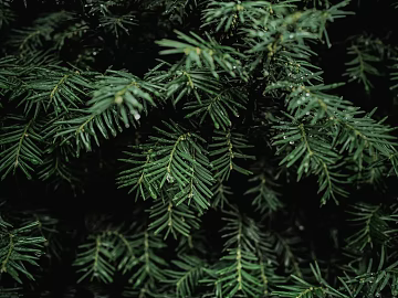 Plants texture (ID:ffabg78347)