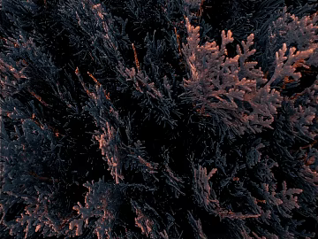 leaves 3d model