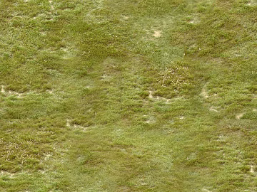 Turf texture (ID:ffagg75350)
