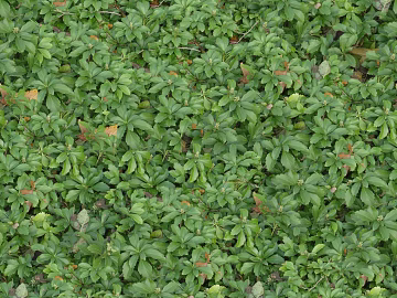 Turf ground texture (ID:ffhee701)