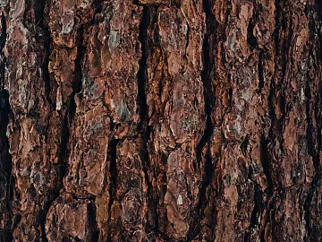 bark texture (ID:ffabg97129)