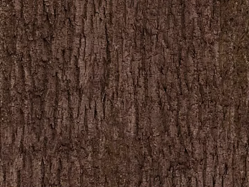 bark texture (ID:ffajg38671)