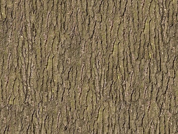 bark texture (ID:ffacg94000)