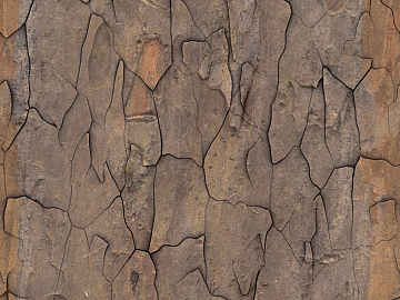 bark texture (ID:ffacg42919)