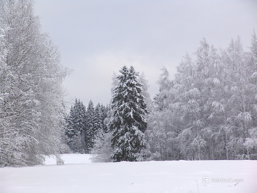 Snow texture