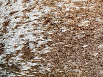 animal fur texture (ID:ffaeg69058)