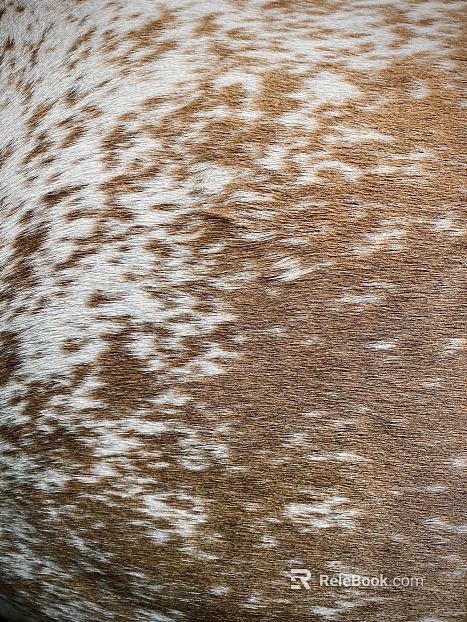 animal fur texture