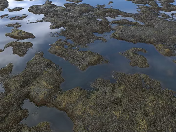 Wetland PBR texture (ID:ffach613081)