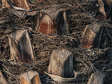 bark texture (ID:ffaeg71858)