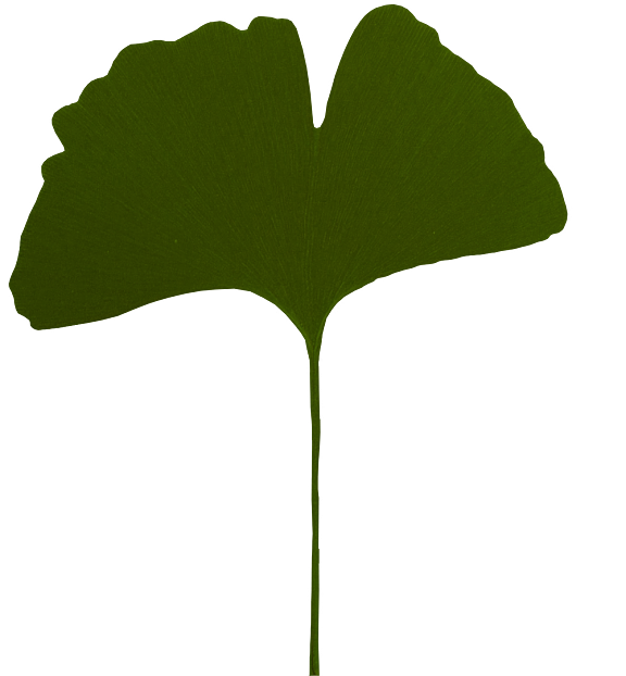 leaves texture