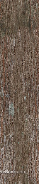 bark texture