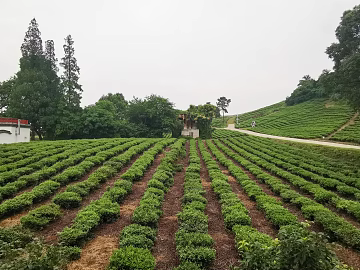 Pastoral scenery texture (ID:ffajg62902)