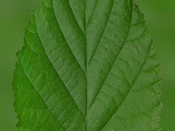 leaves texture (ID:ffagg79745)