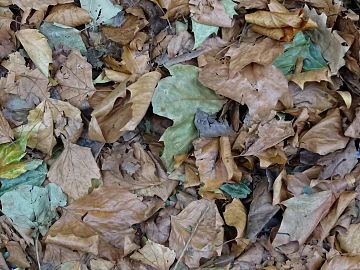 fallen leaves 3d model