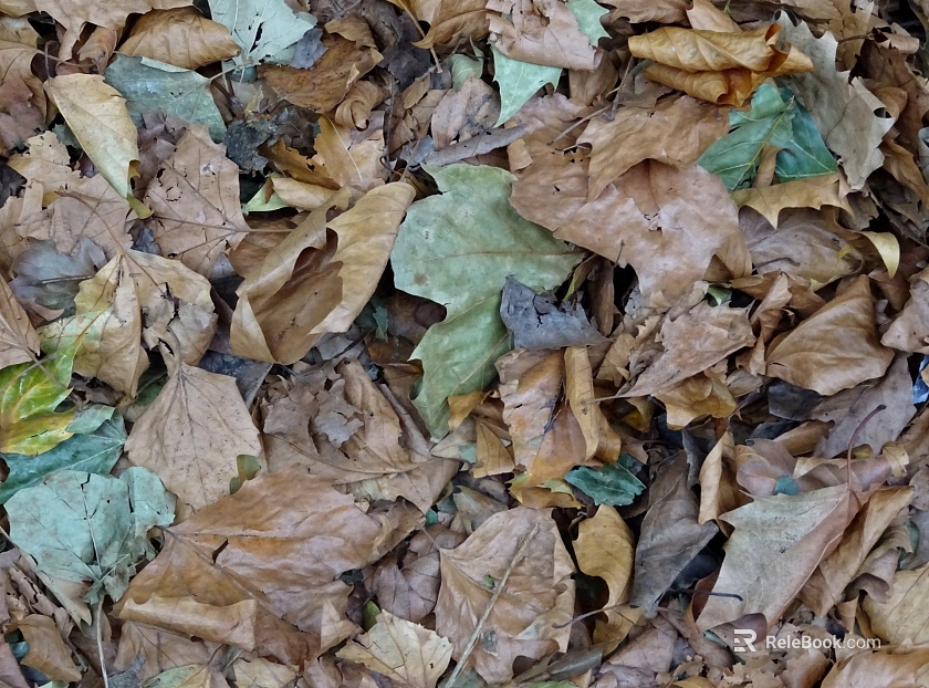 fallen leaves texture