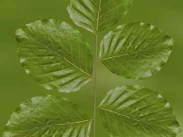 leaves texture (ID:ffagg49122)