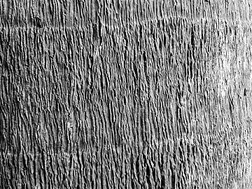 bark texture (ID:ffajg56677)