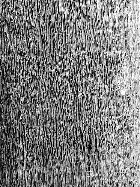 bark texture