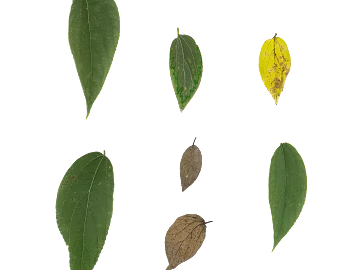 leaves texture (ID:ffajg07225)