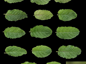 Green plant leaf material texture (ID:ffaeh493436)