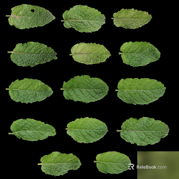 Green plant leaf material texture