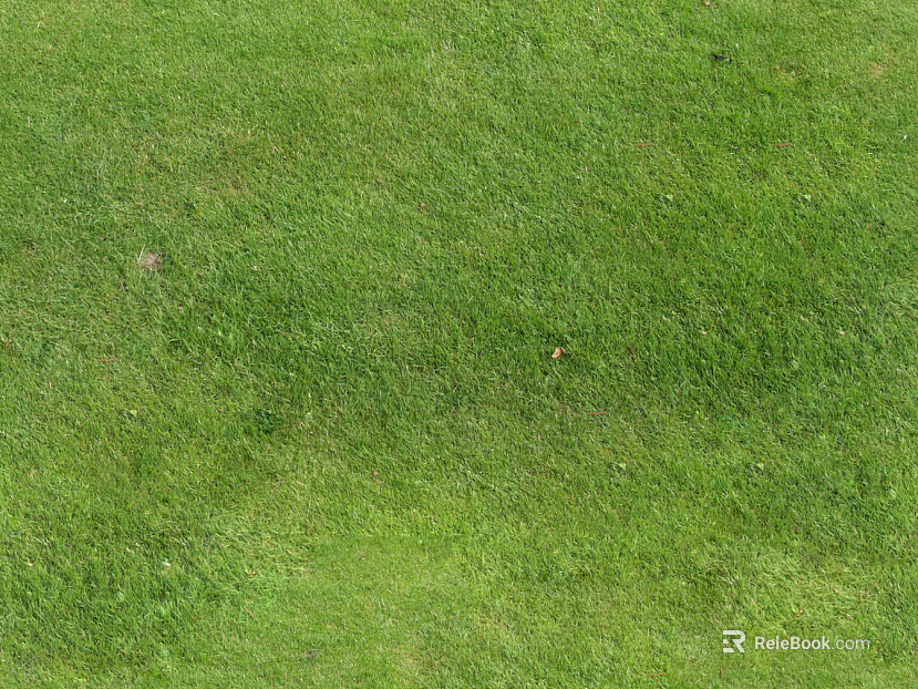 Grassland texture