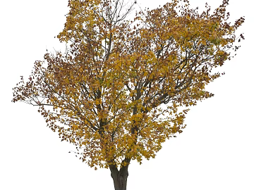 Trees Autumn Trees Big Trees Small Trees Commercial Trees Roadside Trees Community Greening texture (ID:ffach840043)