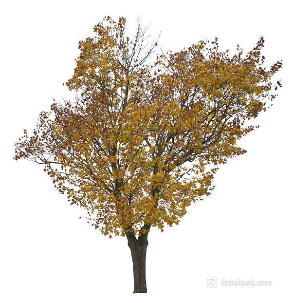 Trees Autumn Trees Big Trees Small Trees Commercial Trees Roadside Trees Community Greening texture