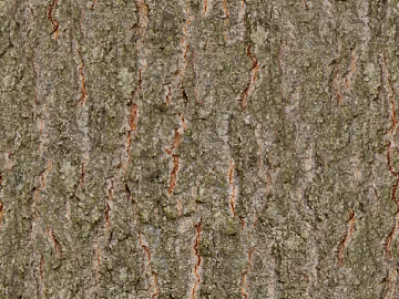 bark texture (ID:ffaeg89594)