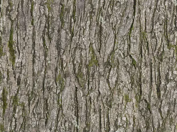 ancient tree bark texture (ID:ffhbd38)