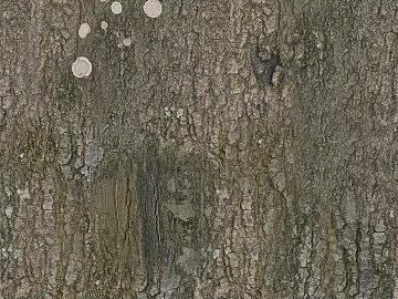 bark texture (ID:ffagg21558)