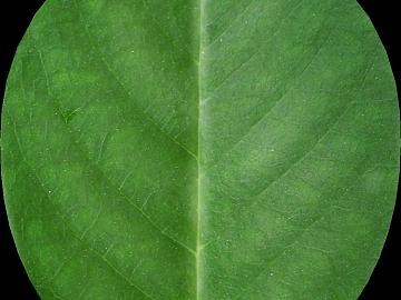 leaves texture (ID:ffagg67228)