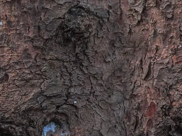 bark texture (ID:ffacg88477)