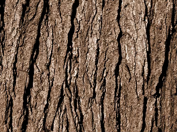 bark texture (ID:ffaaf4382)
