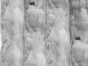 Black and white wood grain texture (ID:ffaaf7829)