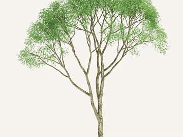 Tree texture (ID:ffadf2232)