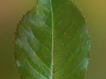 green leaf texture (ID:ffaeg21047)