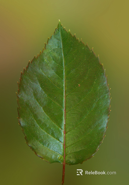 green leaf texture