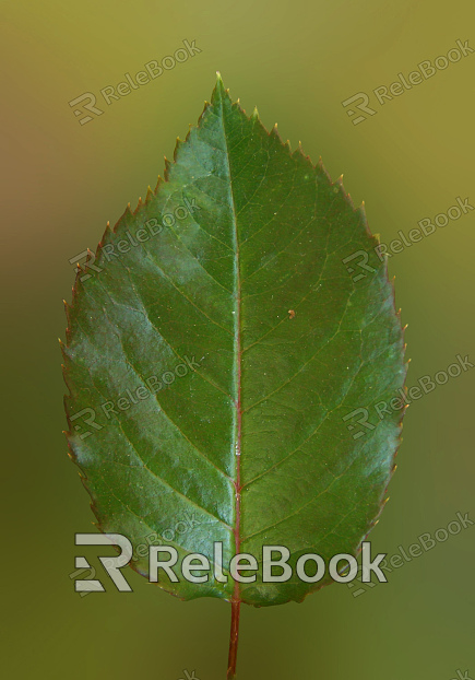 A vibrant, lush green leaf with a prominent central vein and intricate web of smaller veins, showcasing the beauty of nature's details. The leaf's surface is slightly glossy, reflecting light in a captivating manner.