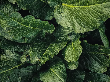 leaves texture (ID:ffaeg37533)