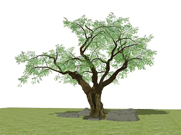 Green ancient tree courtyard landscaping texture (ID:ffaeh679416)
