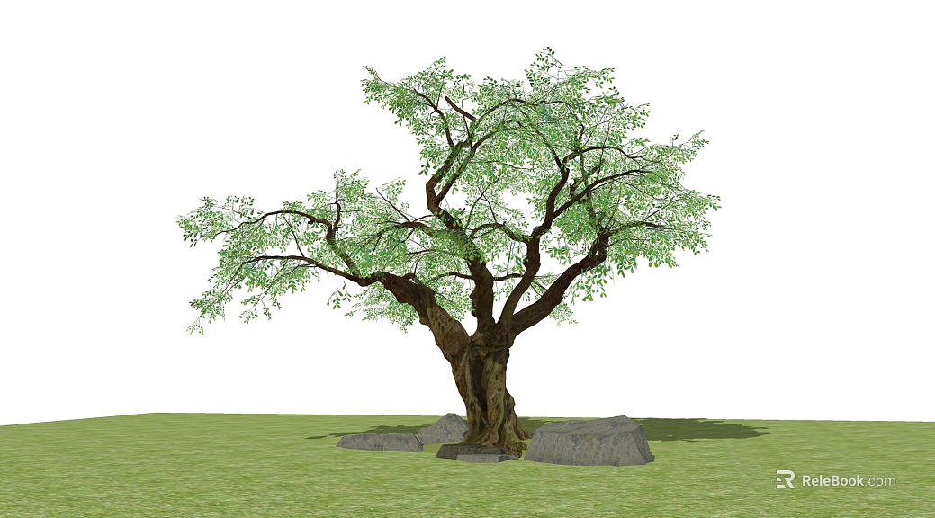 Green ancient tree courtyard landscaping texture