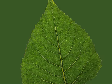leaves texture (ID:ffacg21188)