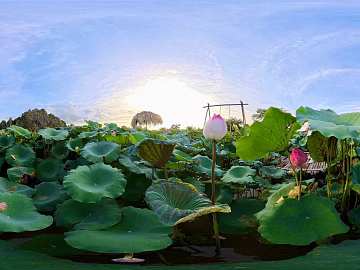 Outdoor Lotus HDR texture (ID:ffach799478)