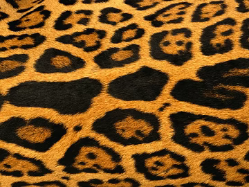 Animal Blanket texture (ID:ffaeg75100)