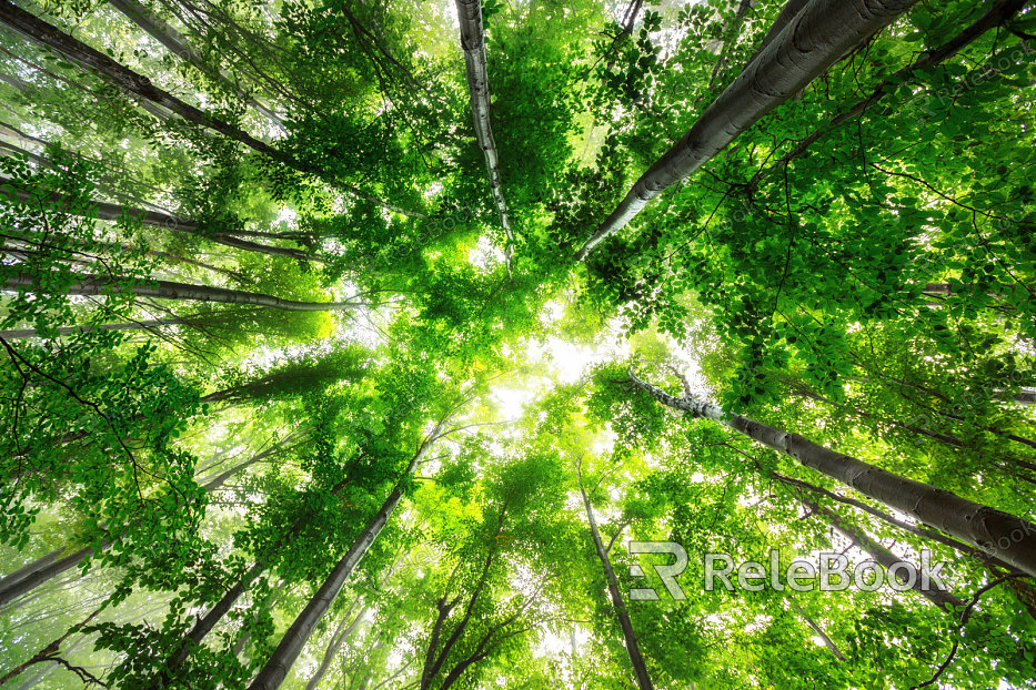 A lush, verdant scene of various green plants with broad leaves, thriving under a canopy of trees, illuminated by dappled sunlight filtering through the foliage above.