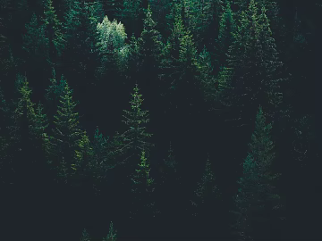 Forest texture (ID:ffabg47777)