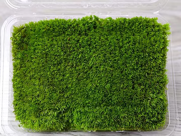Grass texture (ID:ffaag86007)