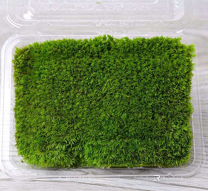 Grass texture